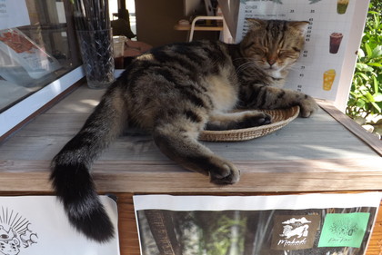 店内の猫
